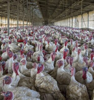 火鸡在一个工厂农场里拥挤GydF4y2Ba