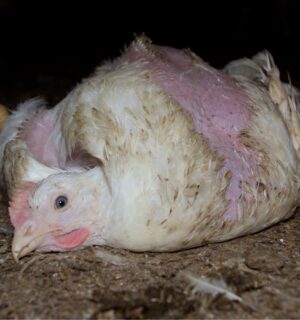 在工厂农场的受伤鸡肉GydF4y2Ba