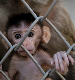 小猴子在动物园里的篱笆后面GydF4y2Ba