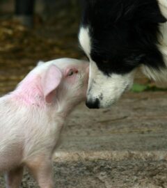 一只猪和一只狗互相nuGydF4y2Ba