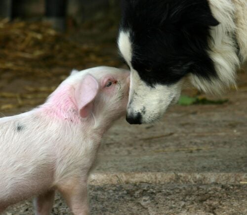 一只猪和一只狗互相nuGydF4y2Ba