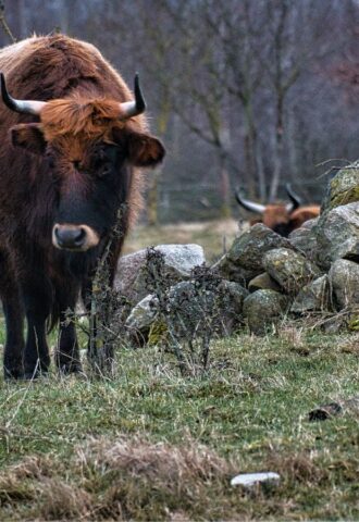 苏格兰的高地牛GydF4y2Ba